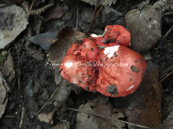 Mushroom Plant